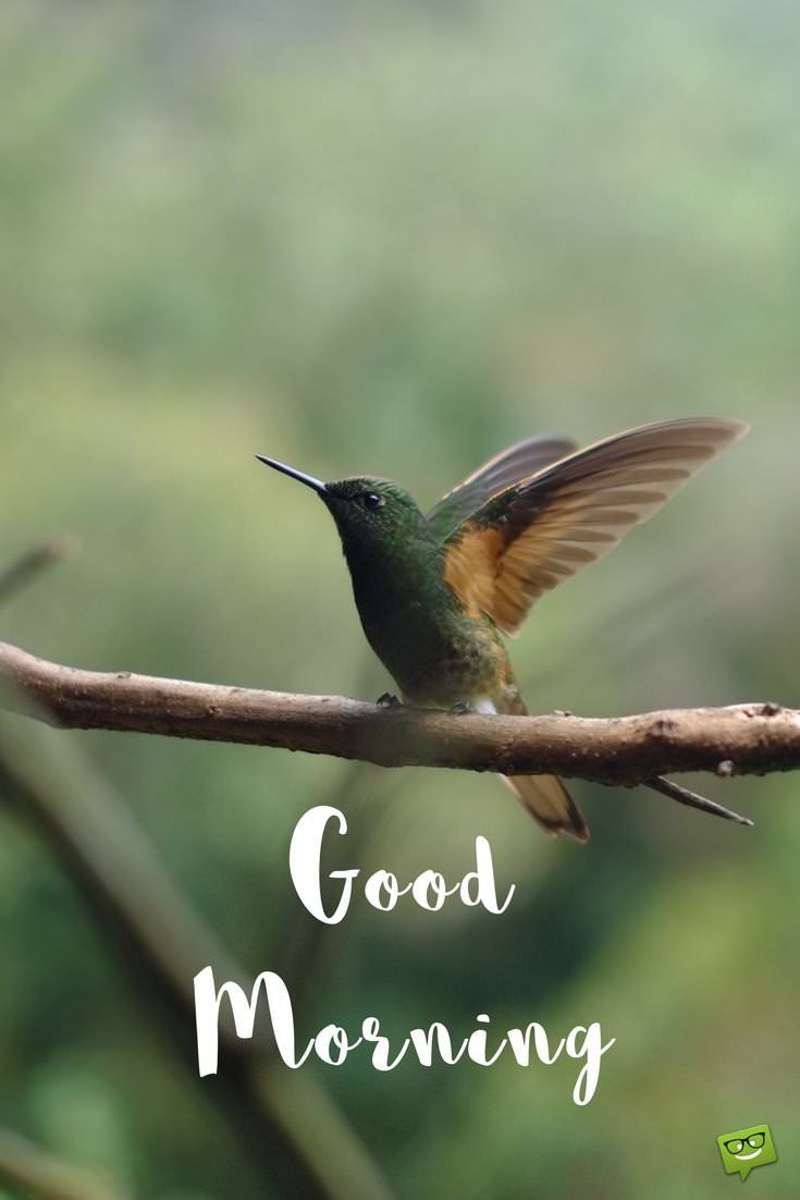 49 Beautiful Good Morning Birds Pictures