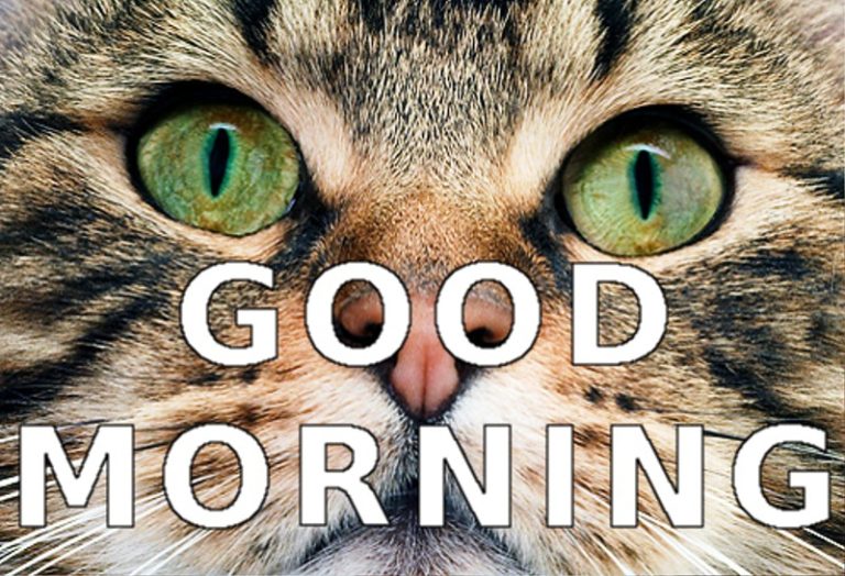 73 Wonderful Good Morning Cat Images