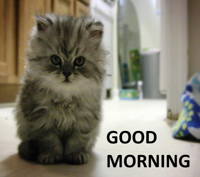 31 Cute Good Morning Cat Images