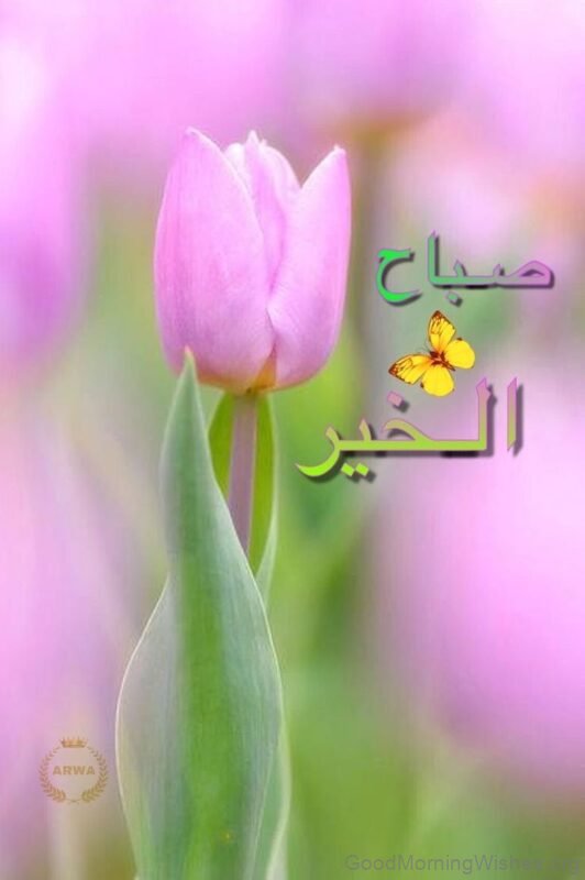 Wonderful Arabic Morning Tulip